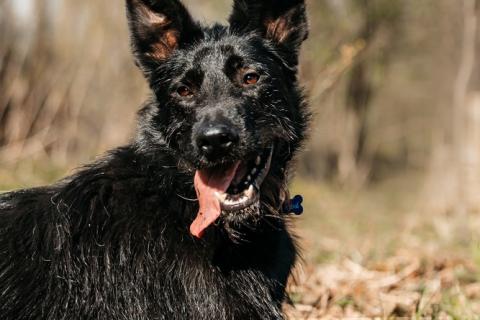 В дар собаку. Заберите меня, пожалуйста. Фото2