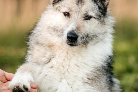 В дар собаку. Общительная и добродушная бородатая дама Софа. Фото1