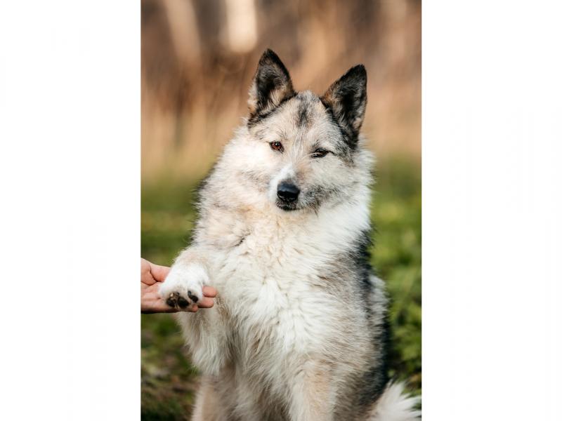 В дар собаку