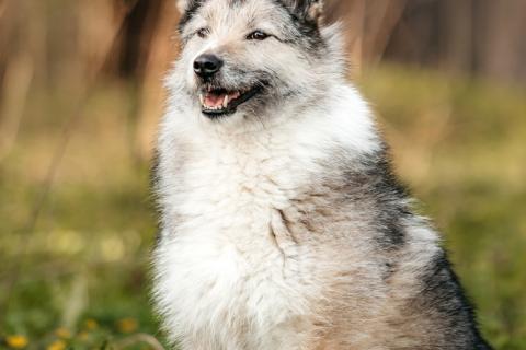 В дар собаку. Общительная и добродушная бородатая дама Софа. Фото2