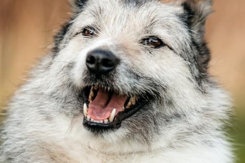 В дар собаку. Общительная и добродушная бородатая дама Софа. Фото3