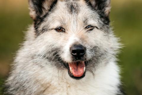 В дар собаку. Общительная и добродушная бородатая дама Софа. Фото4