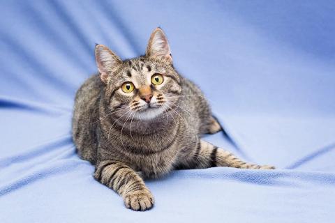 В дар кошку. Полосатая Коша-Маргоша ищет дом. Фото1