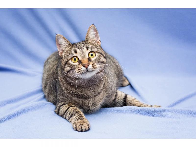 В дар кошку