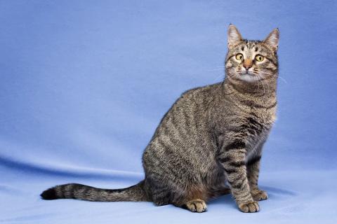 В дар кошку. Полосатая Коша-Маргоша ищет дом. Фото2