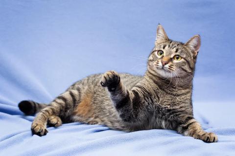 В дар кошку. Полосатая Коша-Маргоша ищет дом. Фото3