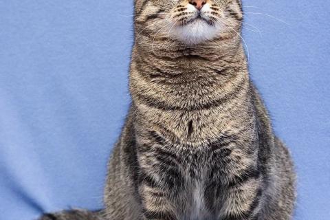 В дар кошку. Полосатая Коша-Маргоша ищет дом. Фото4