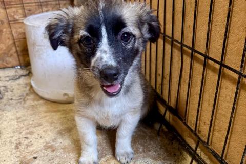 В дар собаку. Милая щенок-девочка в добрые руки. Фото1