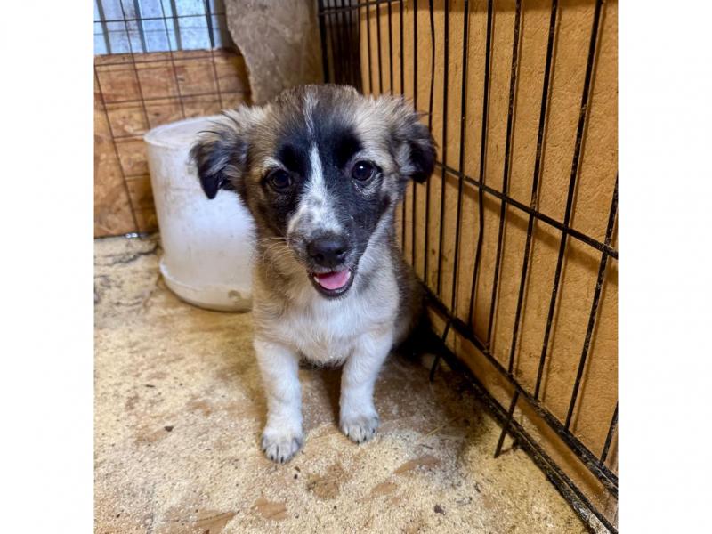 В дар собаку