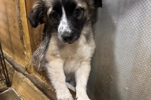 В дар собаку. Милая щенок-девочка в добрые руки. Фото2