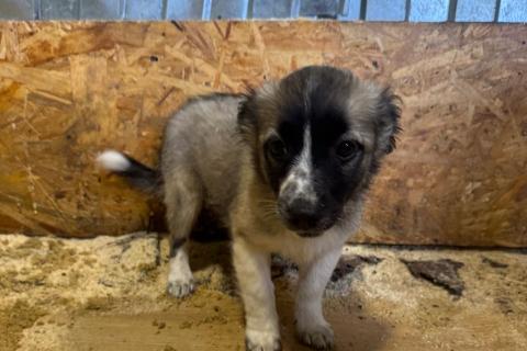 В дар собаку. Милая щенок-девочка в добрые руки. Фото3