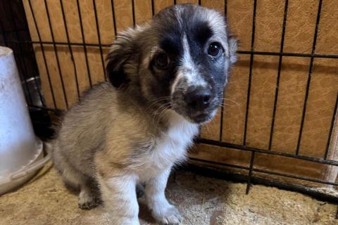 В дар собаку. Милая щенок-девочка в добрые руки. Фото4