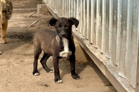 В дар собаку. Щенки-девочки в добрые руки. Фото1