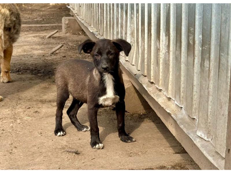 В дар собаку