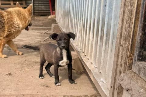 В дар собаку. Щенки-девочки в добрые руки. Фото2
