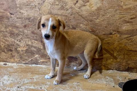 В дар собаку. Щенки-девочки в добрые руки. Фото3