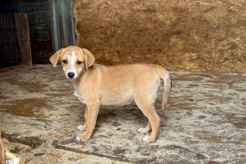 В дар собаку. Щенки-девочки в добрые руки. Фото4