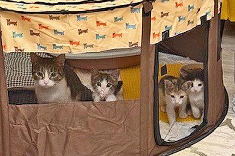 В дар кошку. Надоевшие игрушки, три котенка и мама-кошка в добрые руки. Фото1