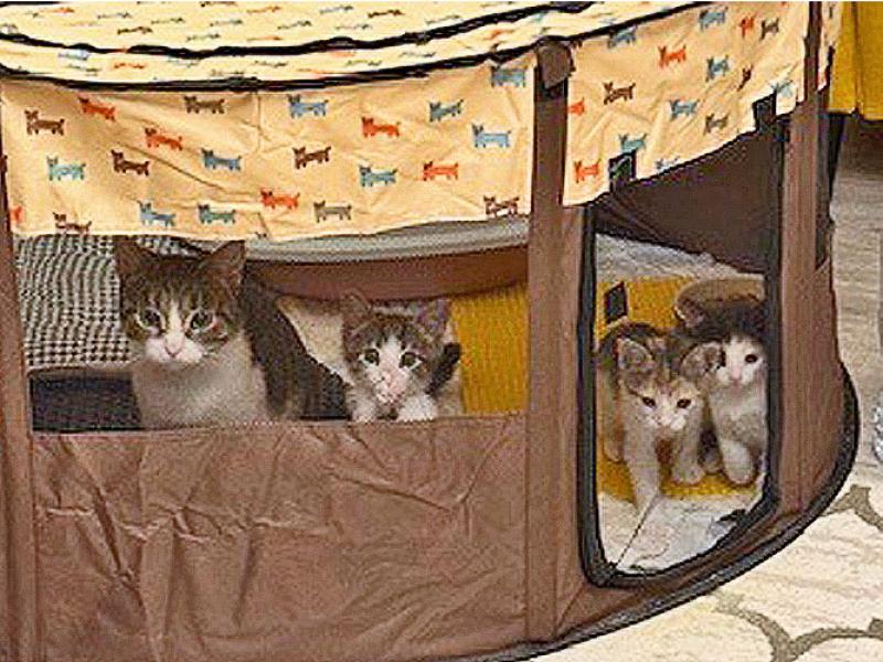 В дар кошку