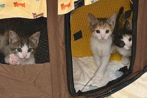 В дар кошку. Надоевшие игрушки, три котенка и мама-кошка в добрые руки. Фото2