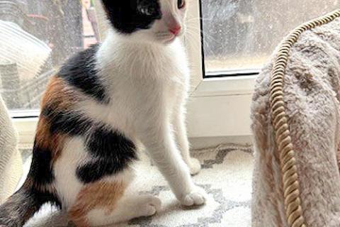 В дар кошку. Надоевшие игрушки, три котенка и мама-кошка в добрые руки. Фото3