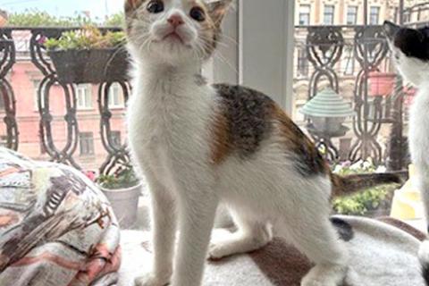 В дар кошку. Надоевшие игрушки, три котенка и мама-кошка в добрые руки. Фото4