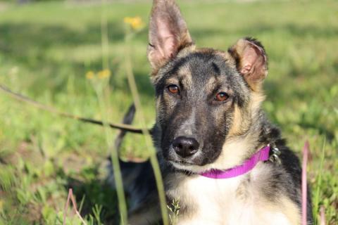 В дар собаку. Чудесный щенок Жорик в добрые руки. Фото1