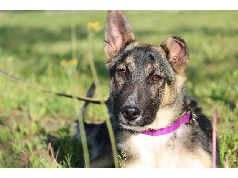 В дар собаку