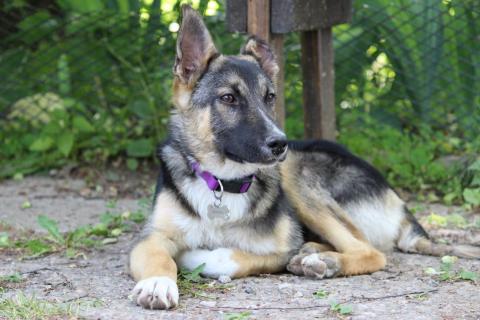 В дар собаку. Чудесный щенок Жорик в добрые руки. Фото2