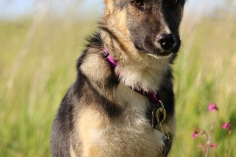 В дар собаку. Чудесный щенок Жорик в добрые руки. Фото3