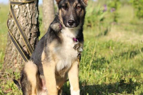 В дар собаку. Чудесный щенок Жорик в добрые руки. Фото4