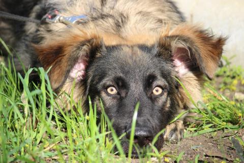 В дар собаку. Щенок-девочка Элис в добрые руки. Фото1