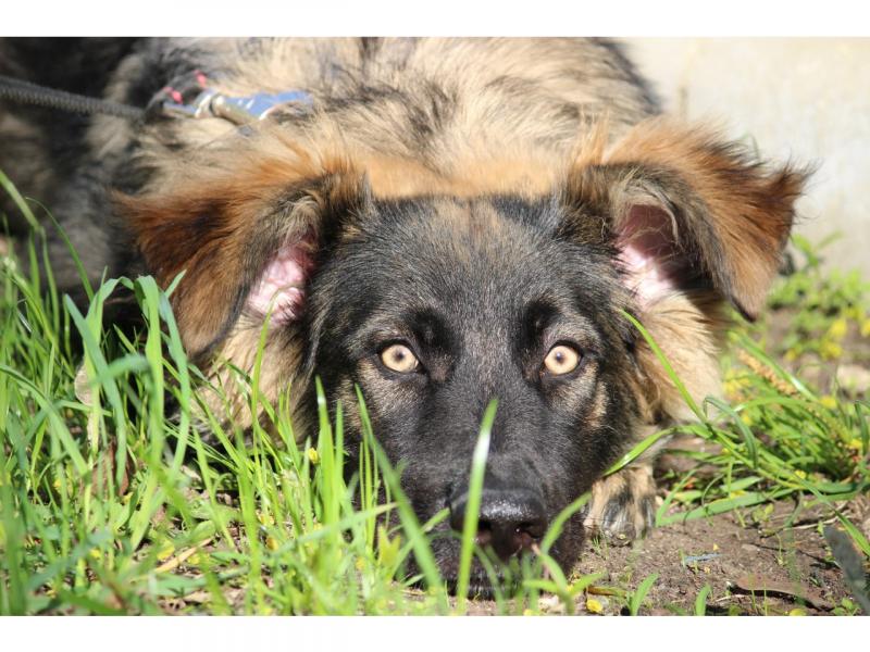 В дар собаку