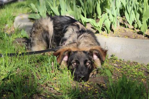 В дар собаку. Щенок-девочка Элис в добрые руки. Фото2
