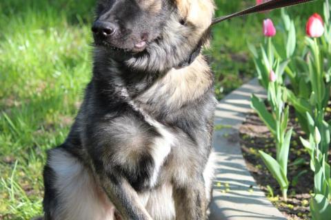 В дар собаку. Щенок-девочка Элис в добрые руки. Фото3