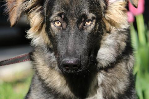 В дар собаку. Щенок-девочка Элис в добрые руки. Фото4