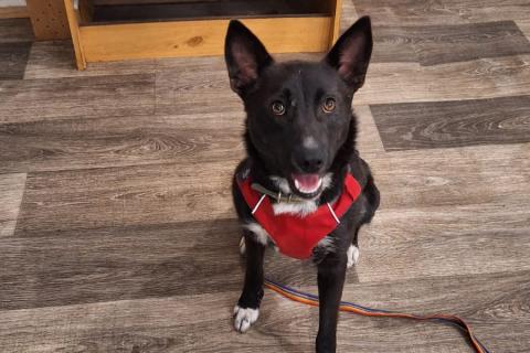 В дар собаку. Гайка 2 года. Фото1