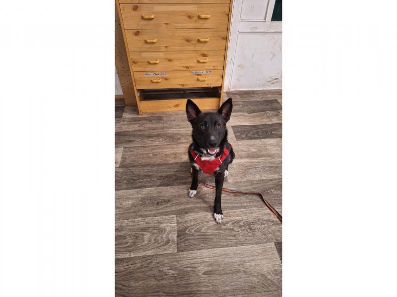 В дар собаку