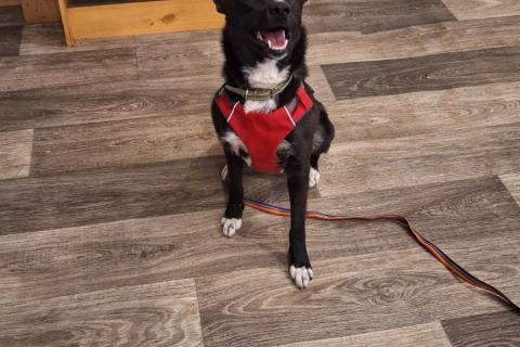 В дар собаку. Гайка 2 года. Фото2