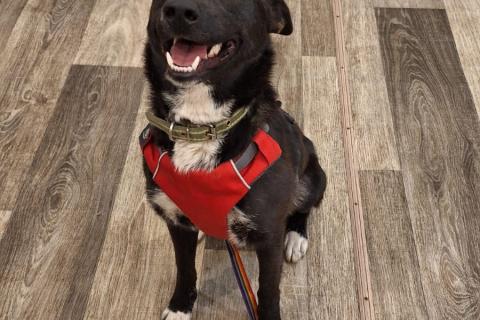 В дар собаку. Гайка 2 года. Фото3