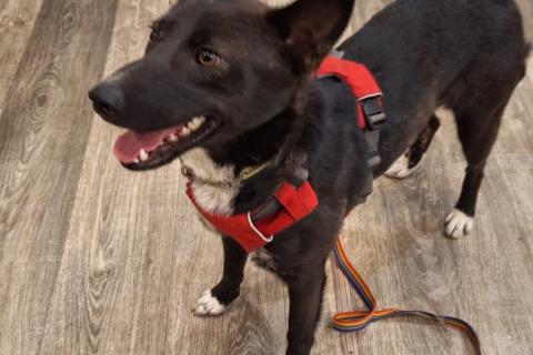 В дар собаку. Гайка 2 года. Фото4