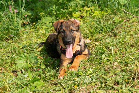 В дар собаку. Красавец щенок Брат в добрые руки. Фото1