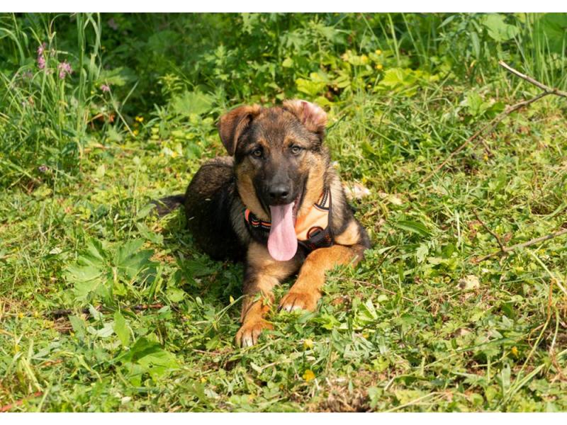 В дар собаку