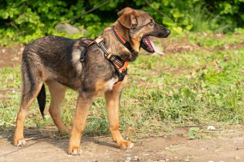 В дар собаку. Красавец щенок Брат в добрые руки. Фото2