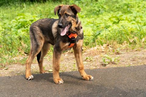 В дар собаку. Красавец щенок Брат в добрые руки. Фото3