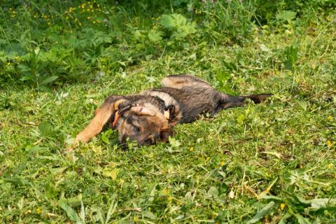 В дар собаку. Красавец щенок Брат в добрые руки. Фото4