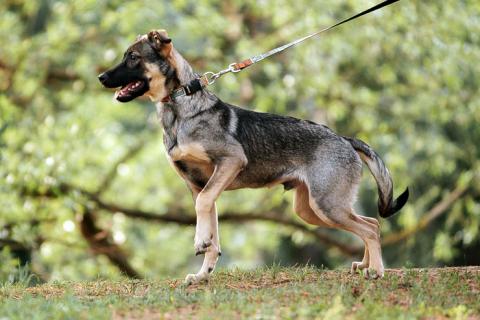 В дар собаку. Ласковый веселый некрупный песик-подросток Леха в добрые руки. Фото1