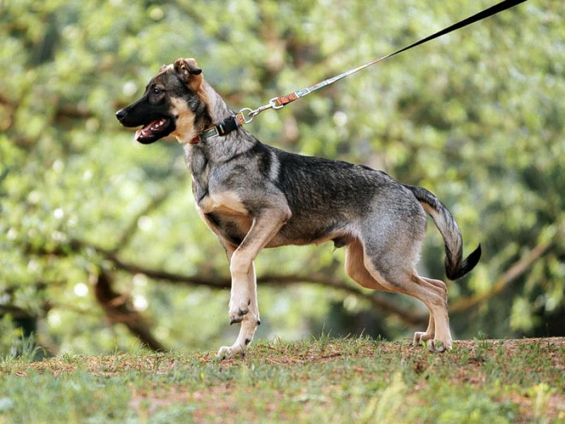 В дар собаку