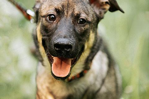 В дар собаку. Ласковый веселый некрупный песик-подросток Леха в добрые руки. Фото2