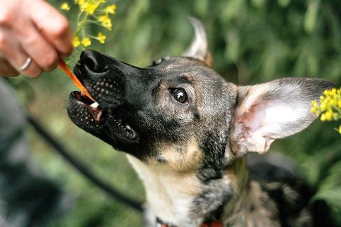 В дар собаку. Ласковый веселый некрупный песик-подросток Леха в добрые руки. Фото3
